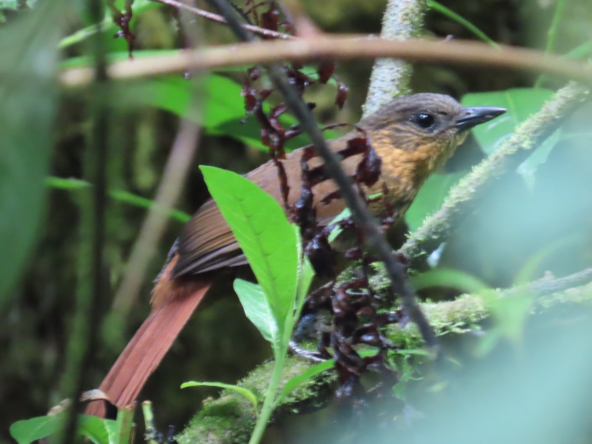 Streak-breasted Treehunter - ML638423344