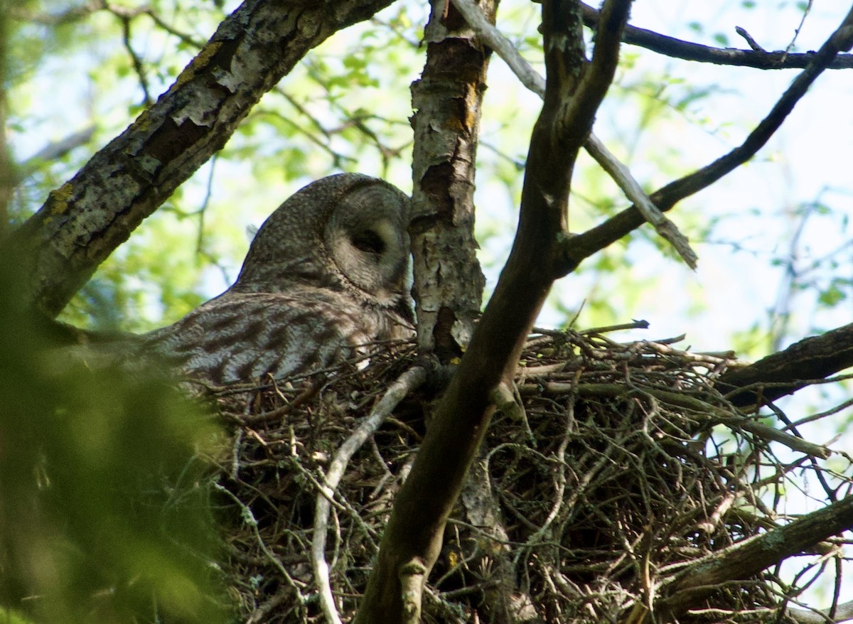 Great Gray Owl (Lapland) - ML638423345