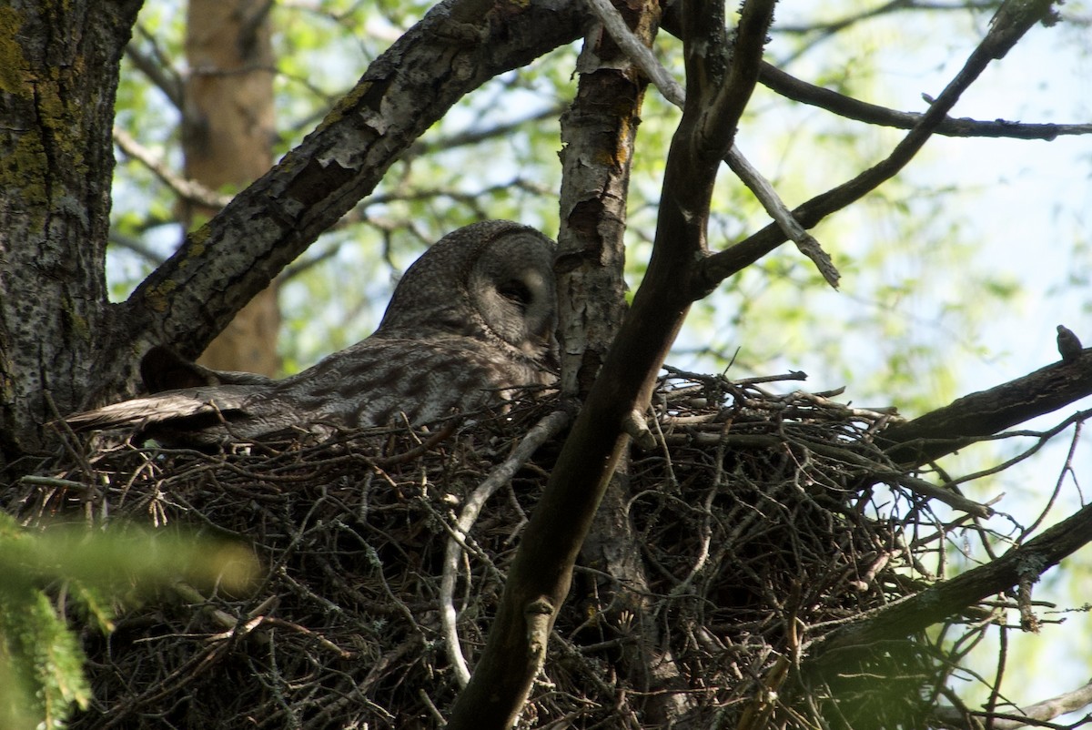 Great Gray Owl (Lapland) - ML638423347