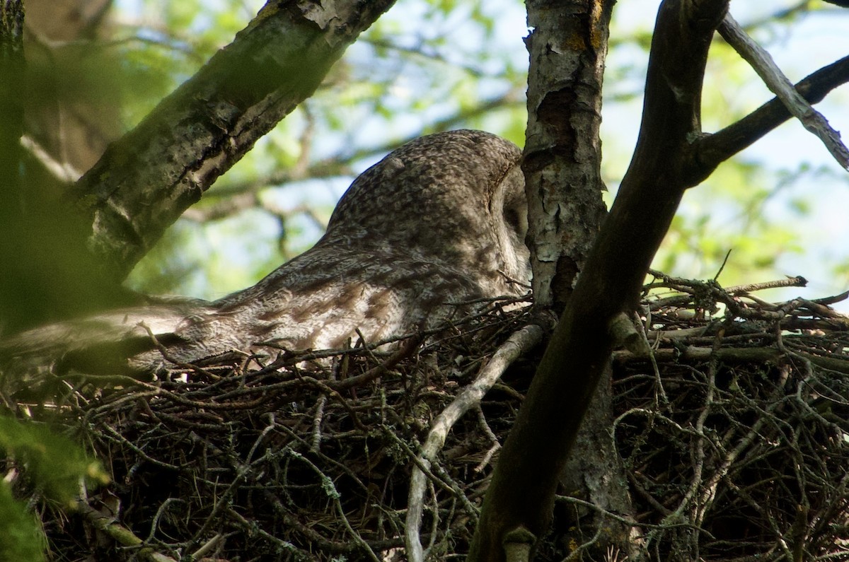 Great Gray Owl (Lapland) - ML638423348