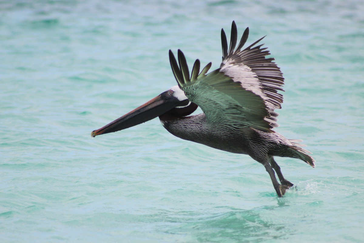 Brown Pelican - ML638423350