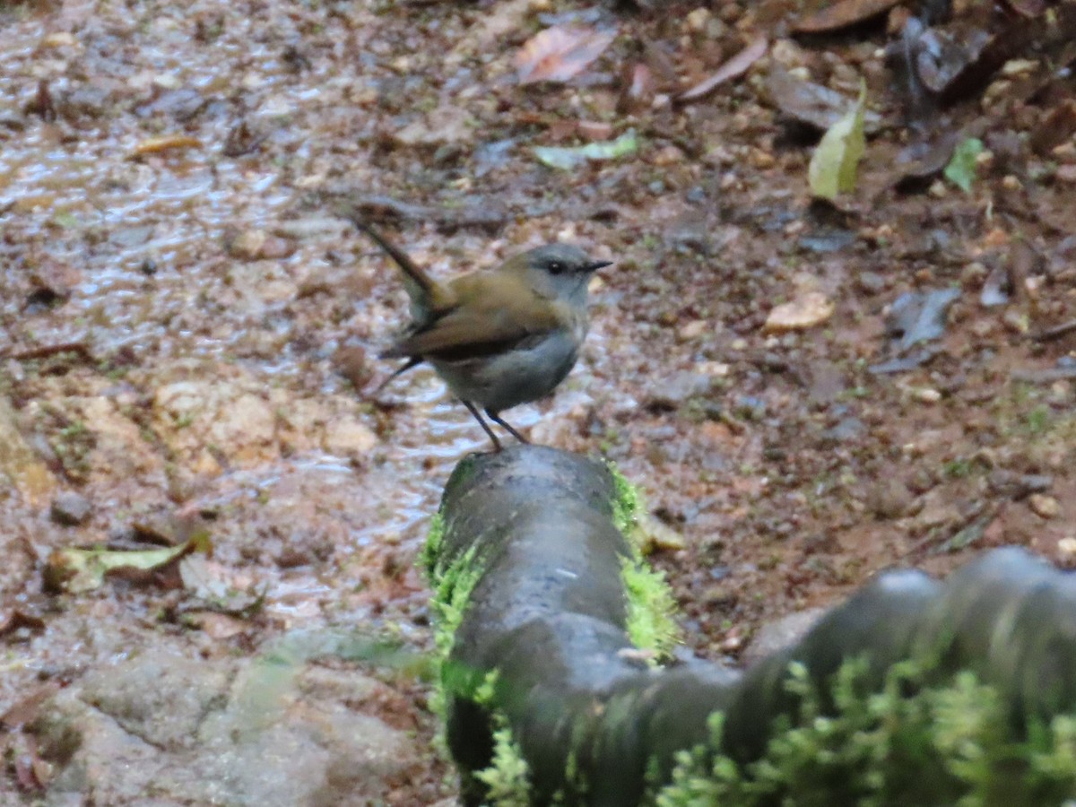 Black-billed Nightingale-Thrush - ML638423351