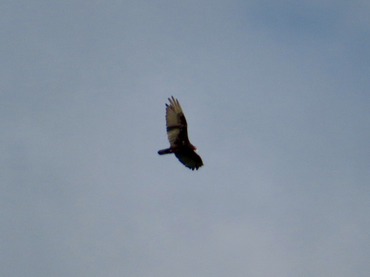 Turkey Vulture - ML638423379
