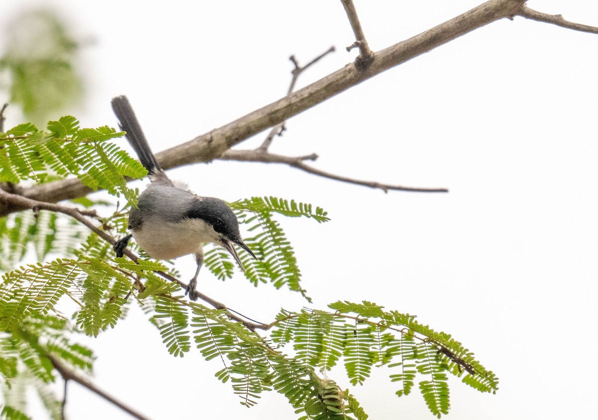 Tropical Gnatcatcher - ML638423396