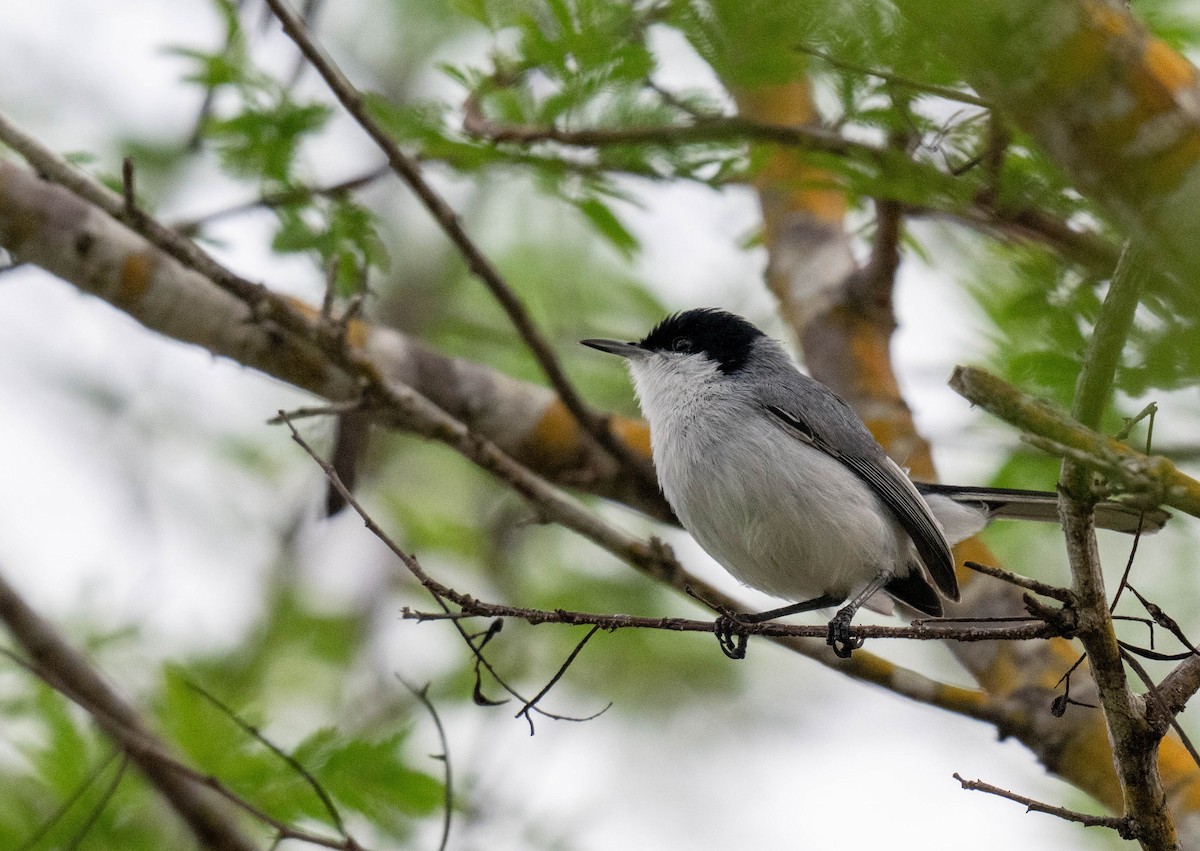 Tropical Gnatcatcher - ML638423397