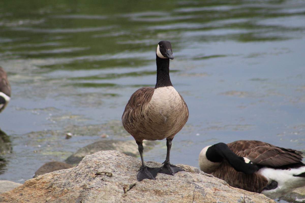 Canada Goose - ML638423404