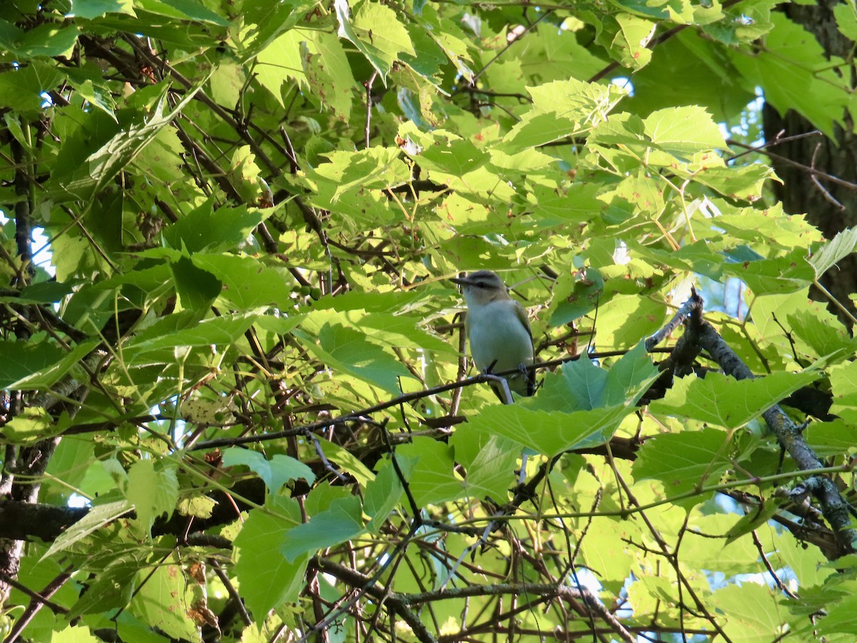 Rotaugenvireo - ML638423408