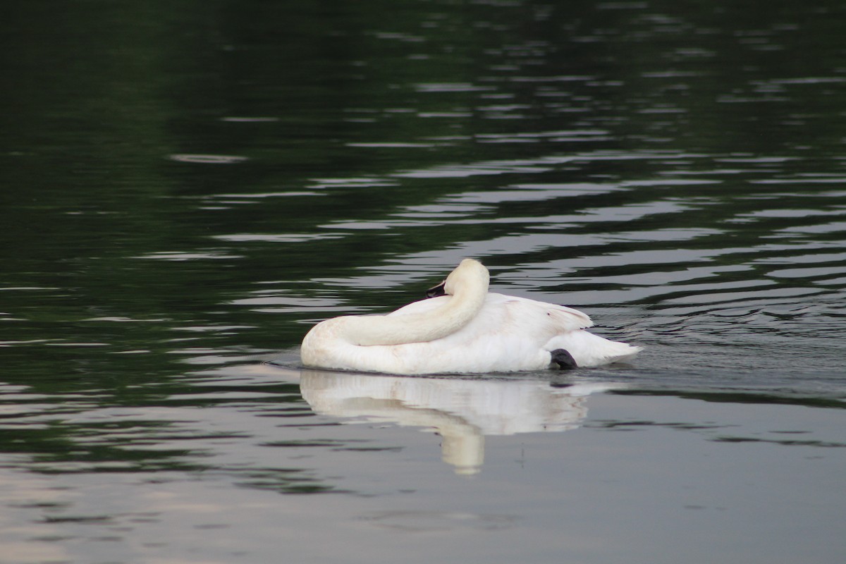 Höckerschwan - ML638423412