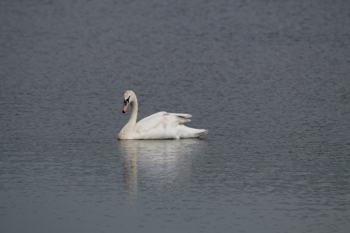 Höckerschwan - ML638423414