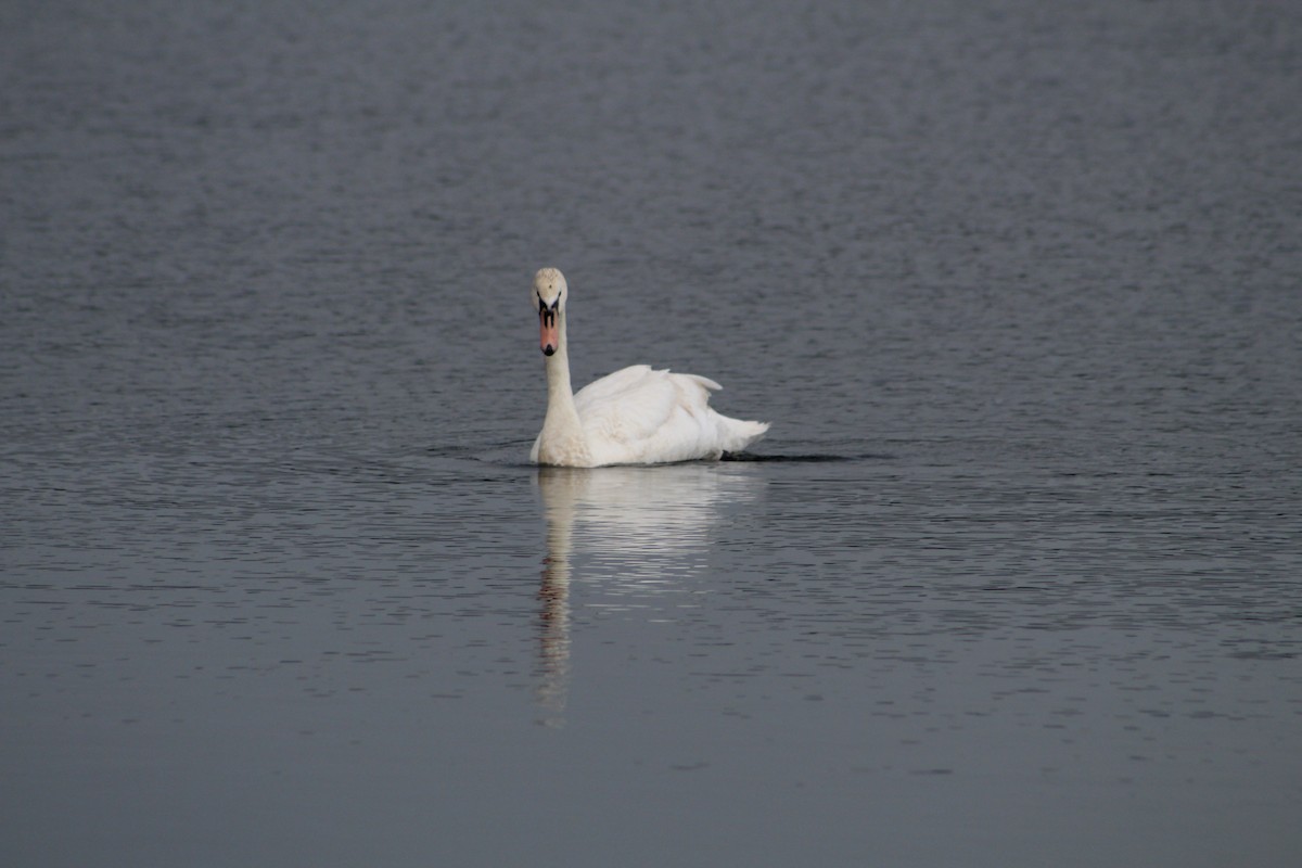 Höckerschwan - ML638423415