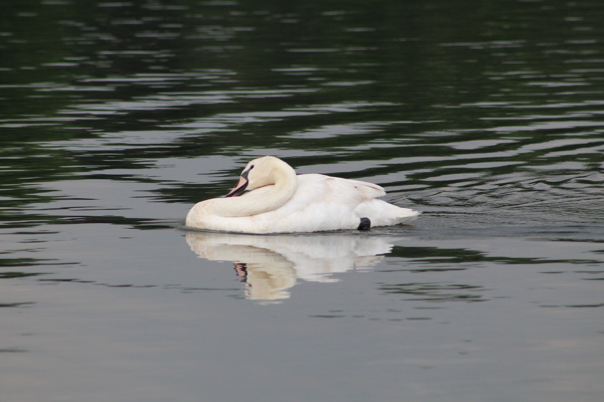 Höckerschwan - ML638423416