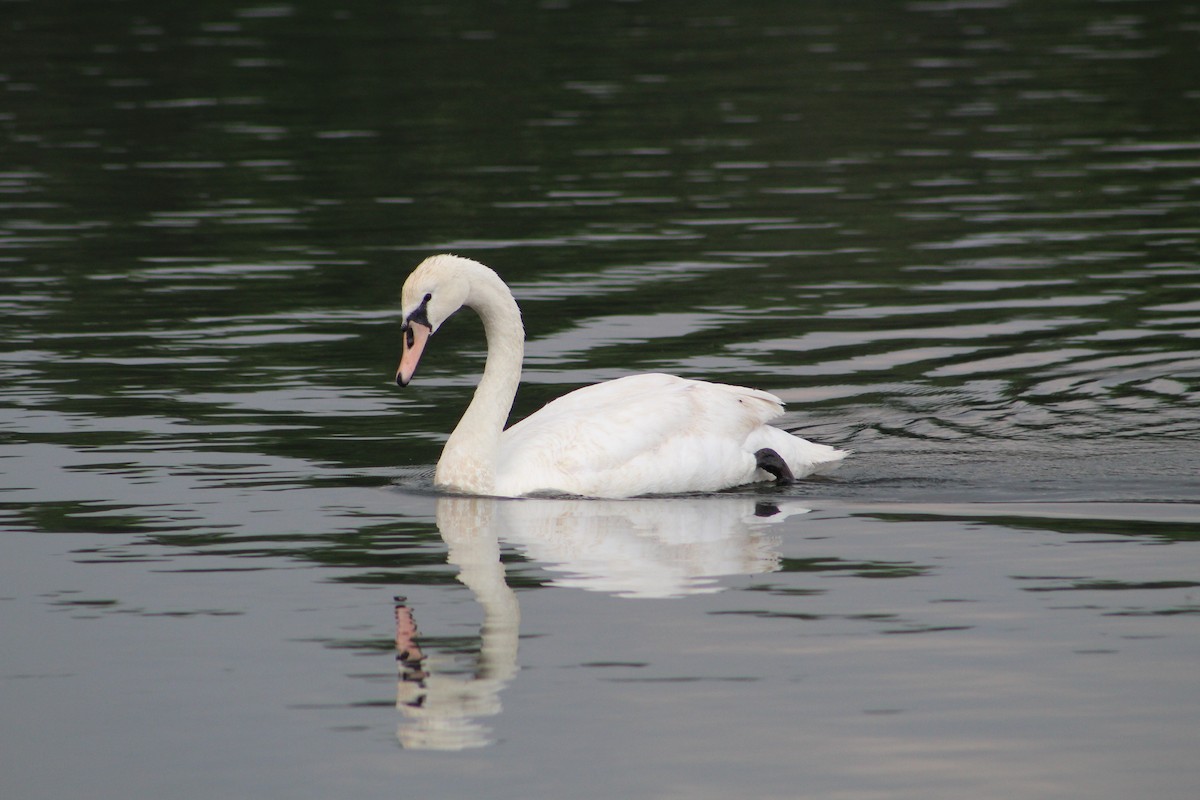 Höckerschwan - ML638423417