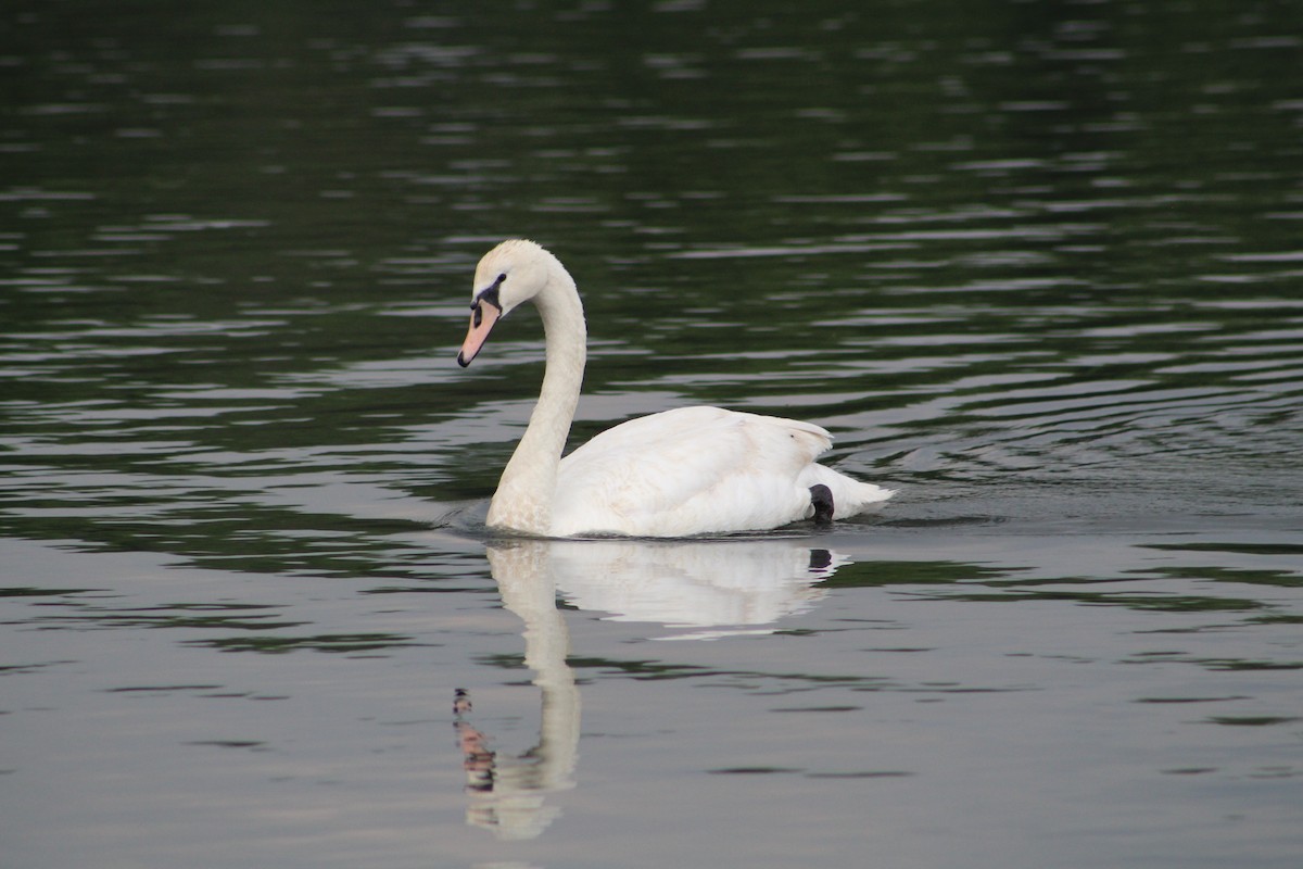 Höckerschwan - ML638423418