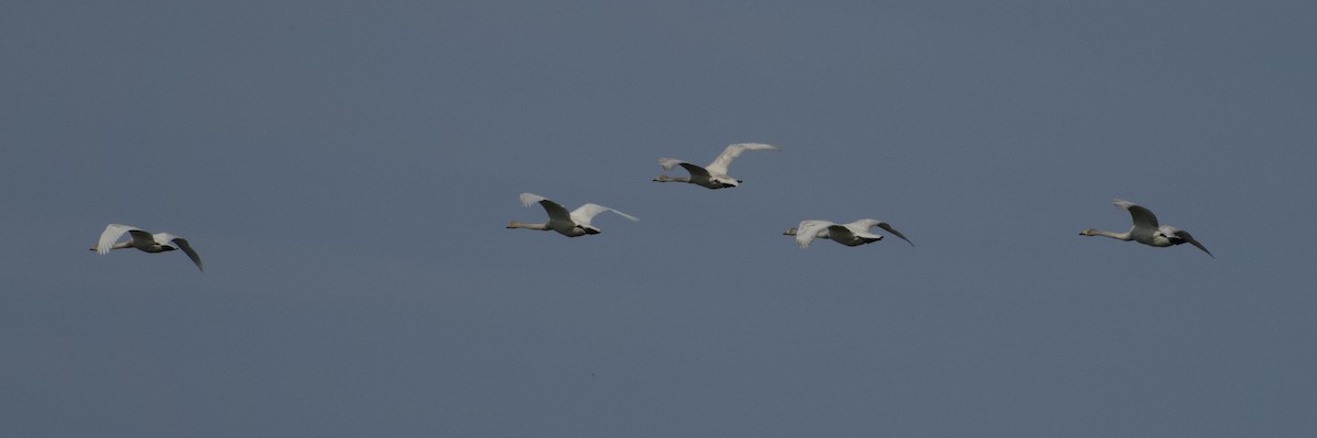 Singschwan - ML638423421
