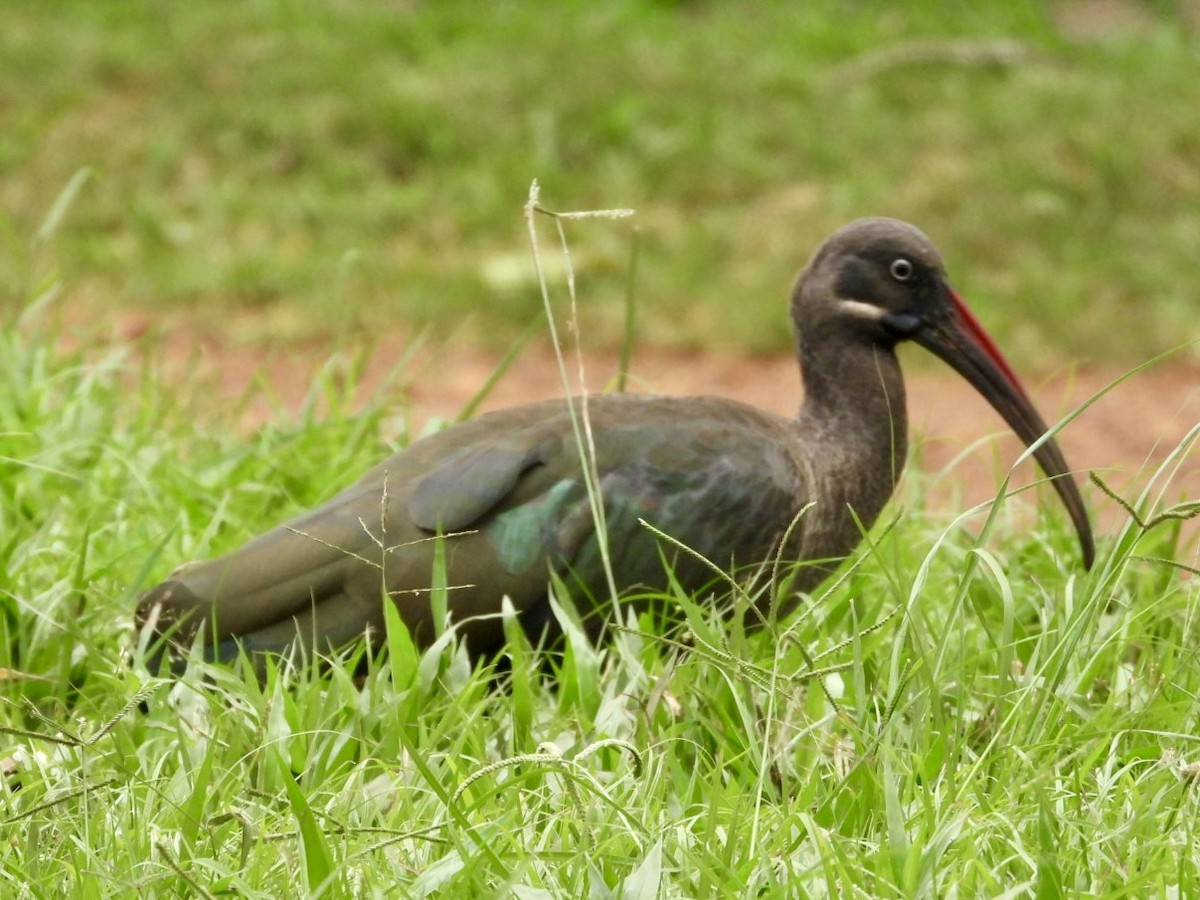 Ibis Hadada - ML638423474