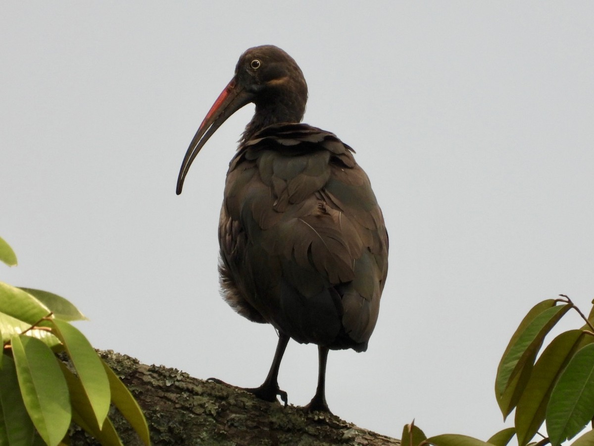 Ibis Hadada - ML638423475