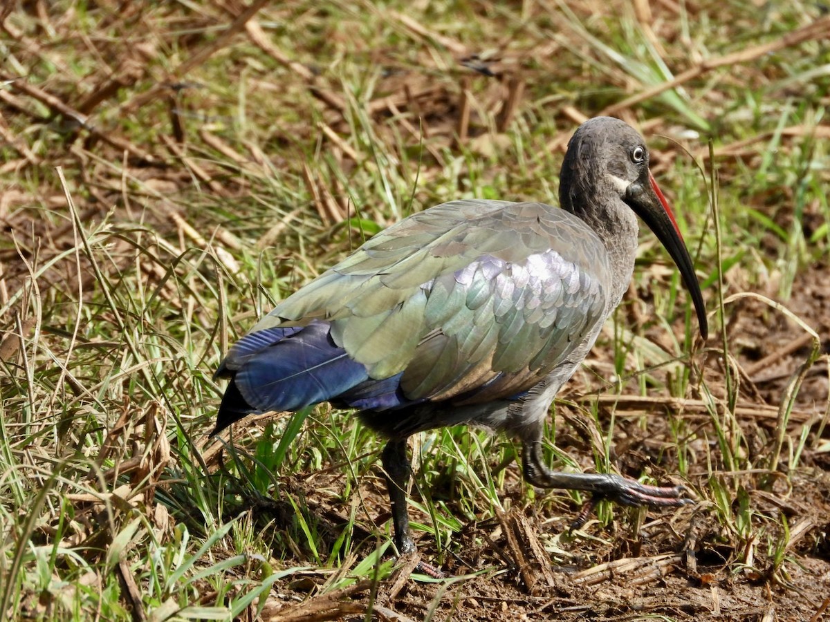 Ibis Hadada - ML638423476