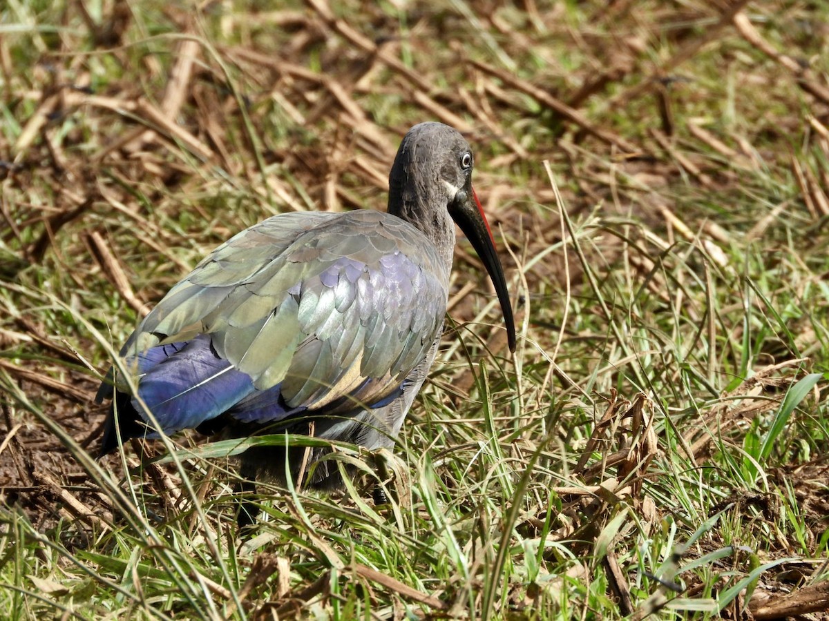 Ibis Hadada - ML638423477