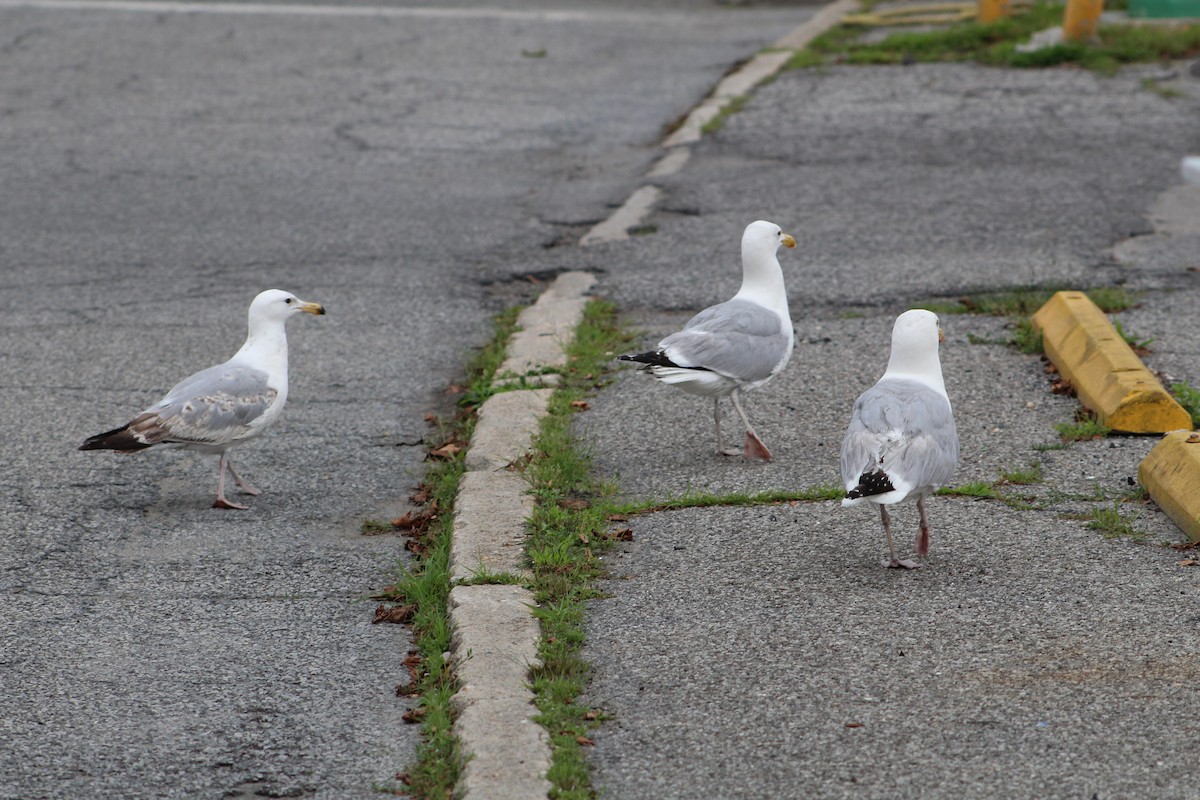 Gaviota Argéntea Americana - ML638423486