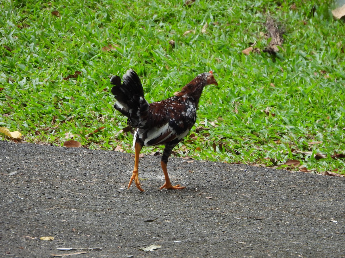 Gallo Bankiva (doméstico) - ML638423491