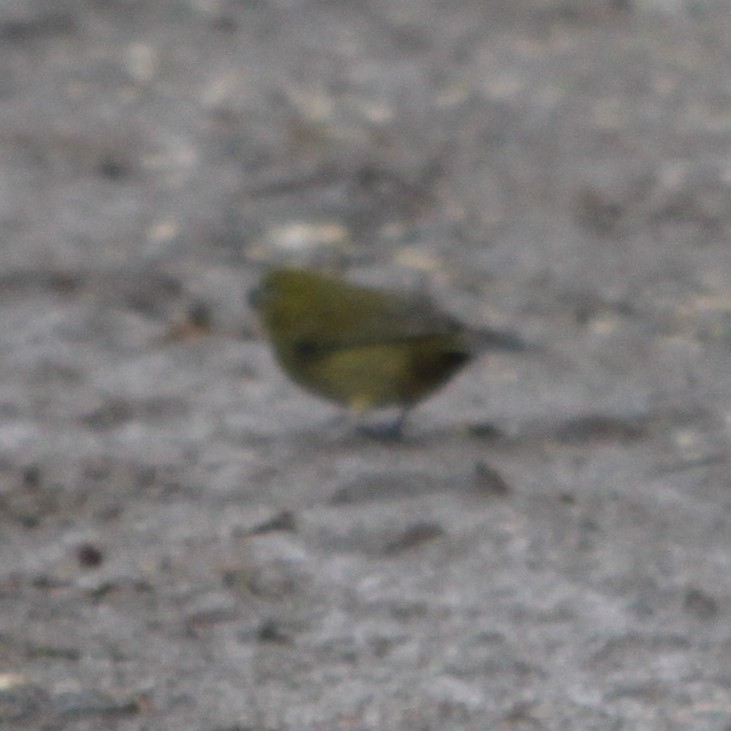 Semillero Variable - ML638423493
