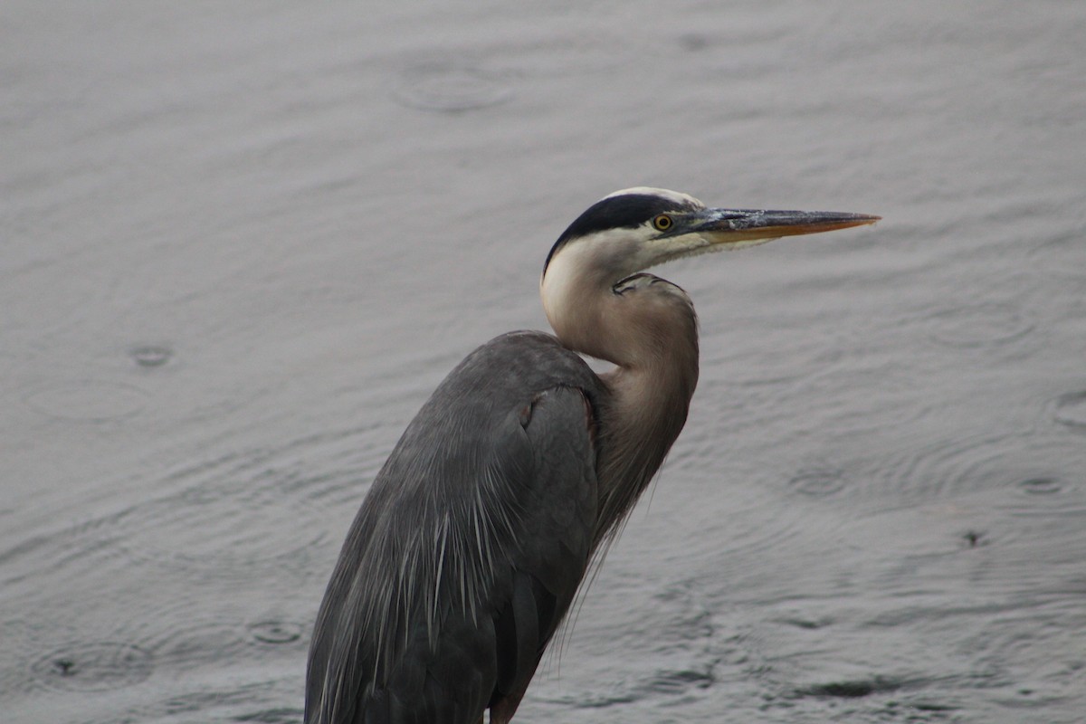 Great Blue Heron - ML638423507