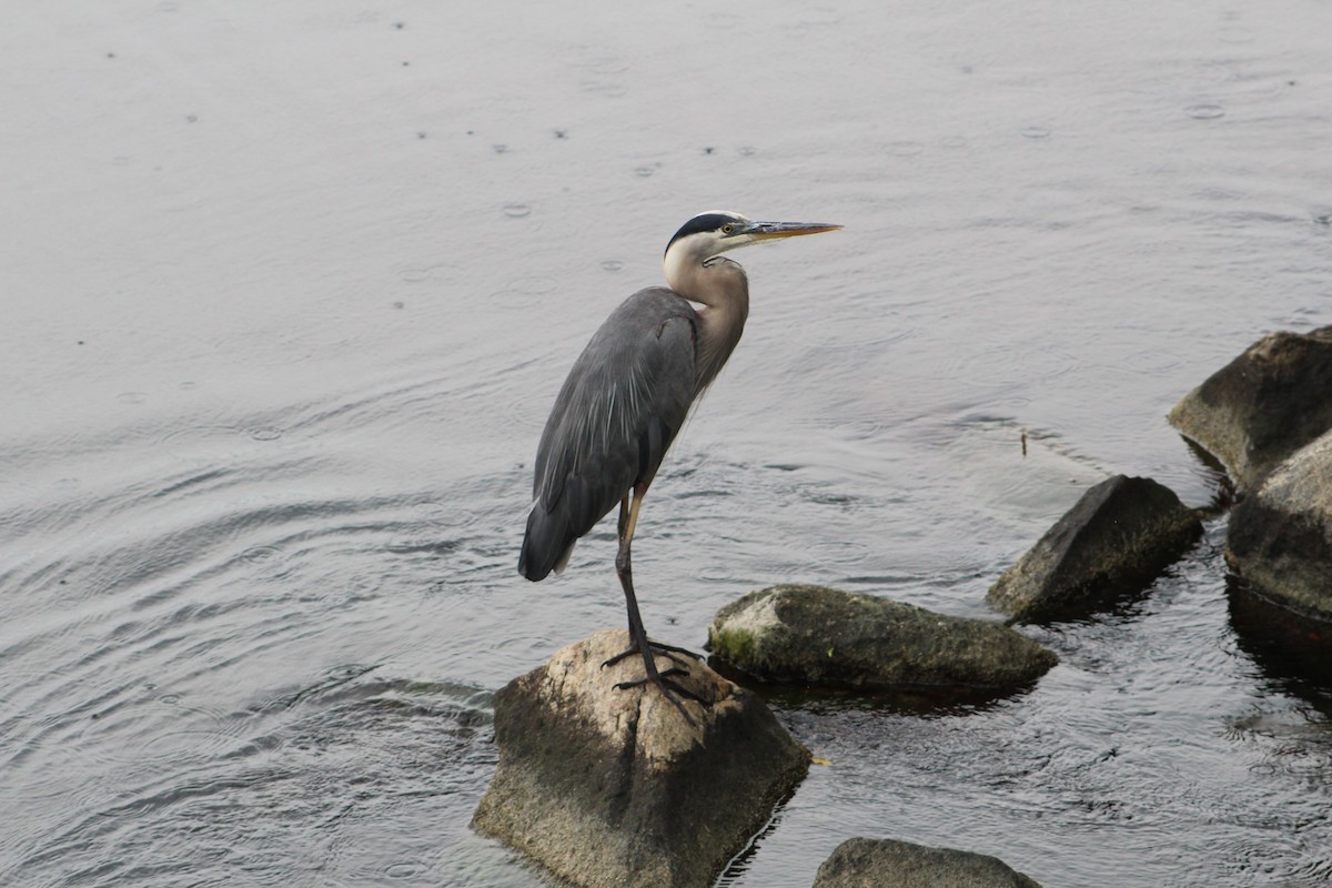 Great Blue Heron - ML638423508