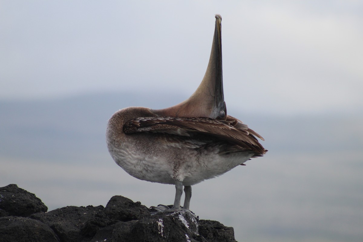 Brown Pelican - ML638423509