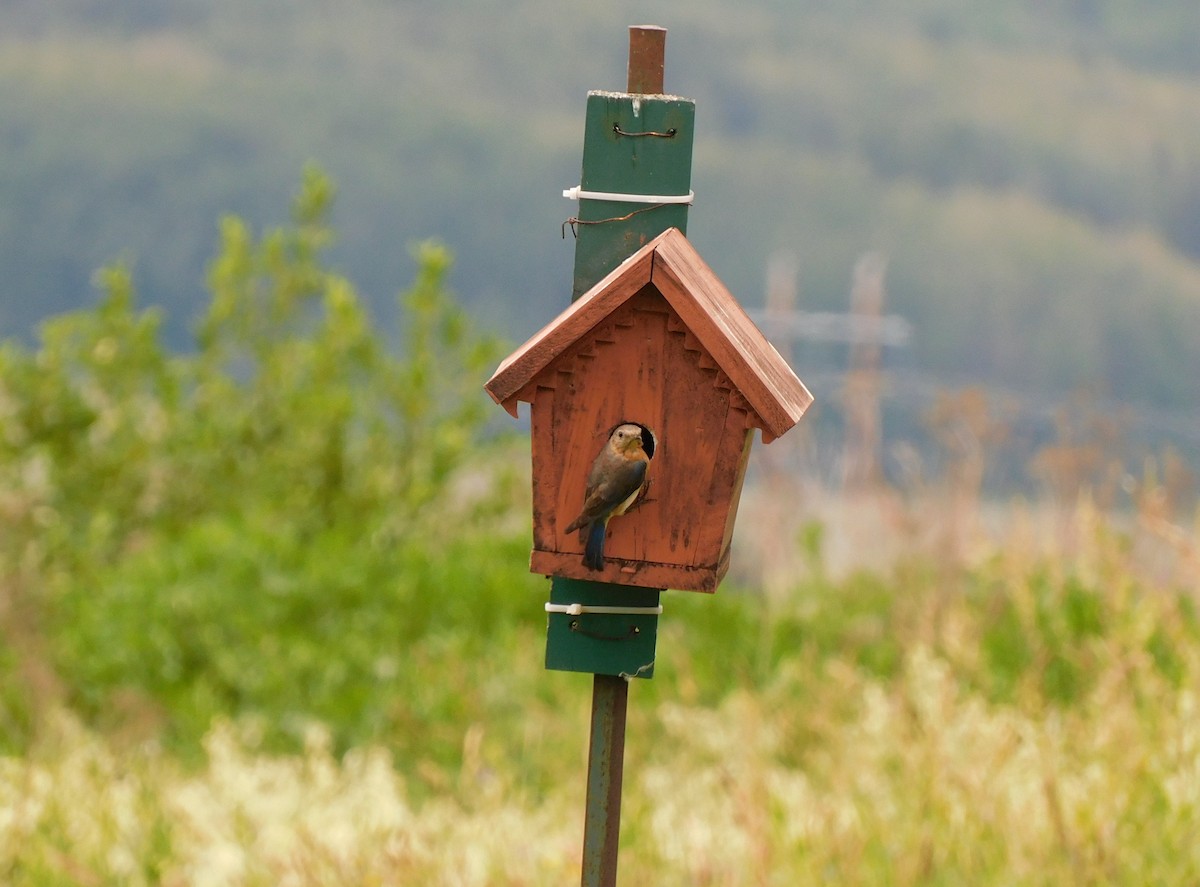 Eastern Bluebird - ML638423516