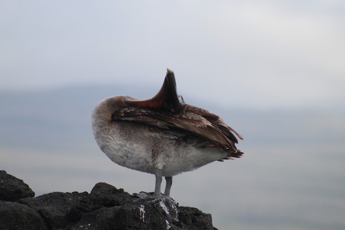 Brown Pelican - ML638423517