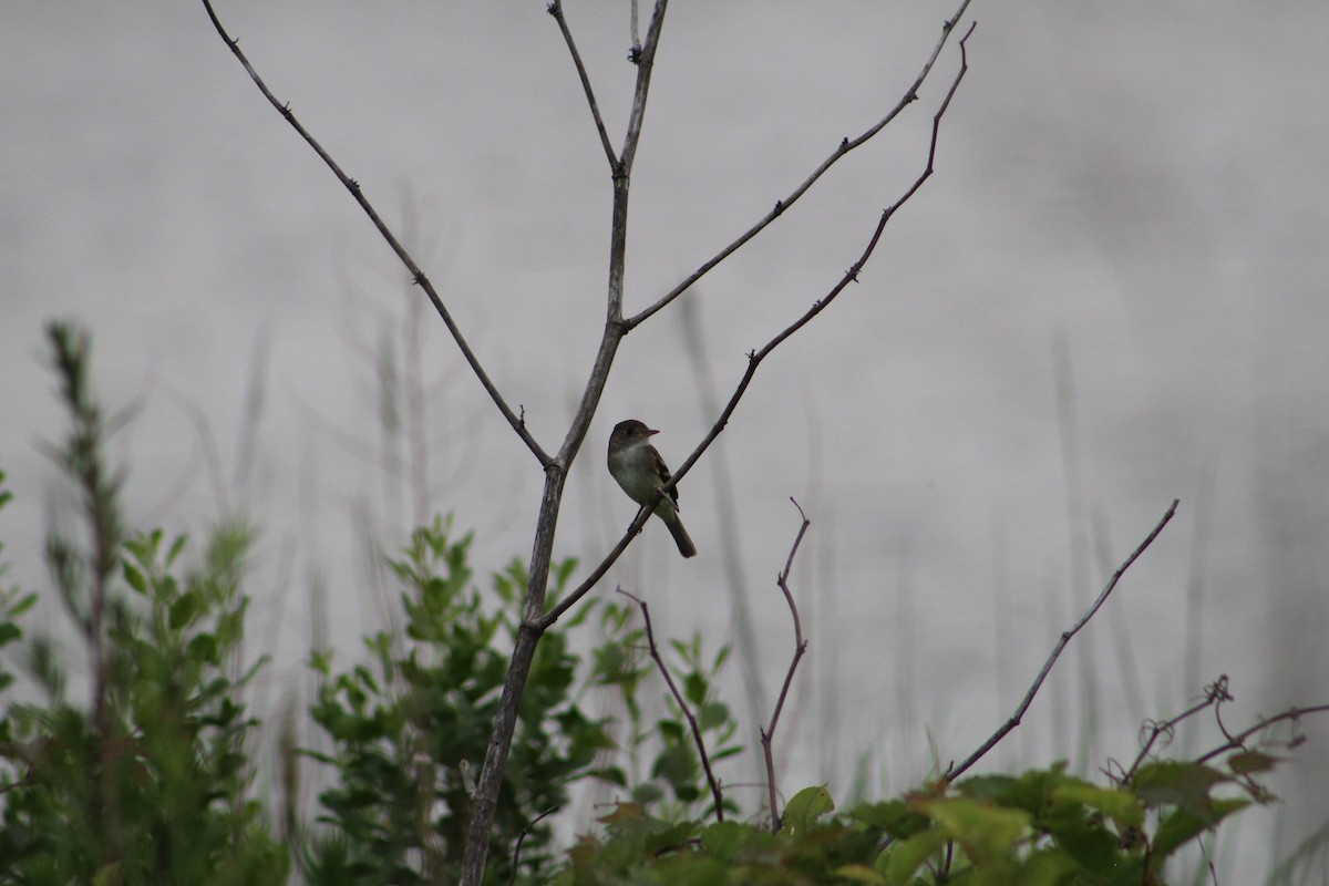 Willow Flycatcher - ML638423525