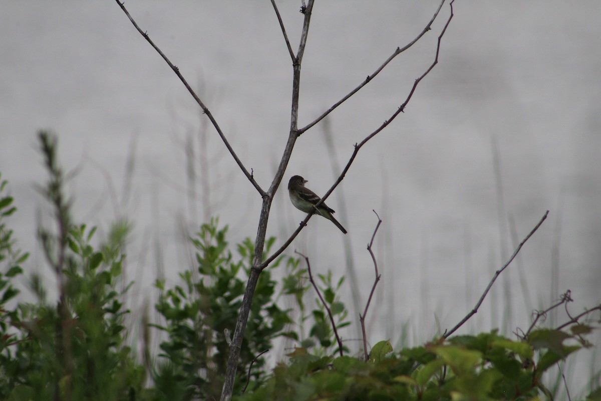 Willow Flycatcher - ML638423526
