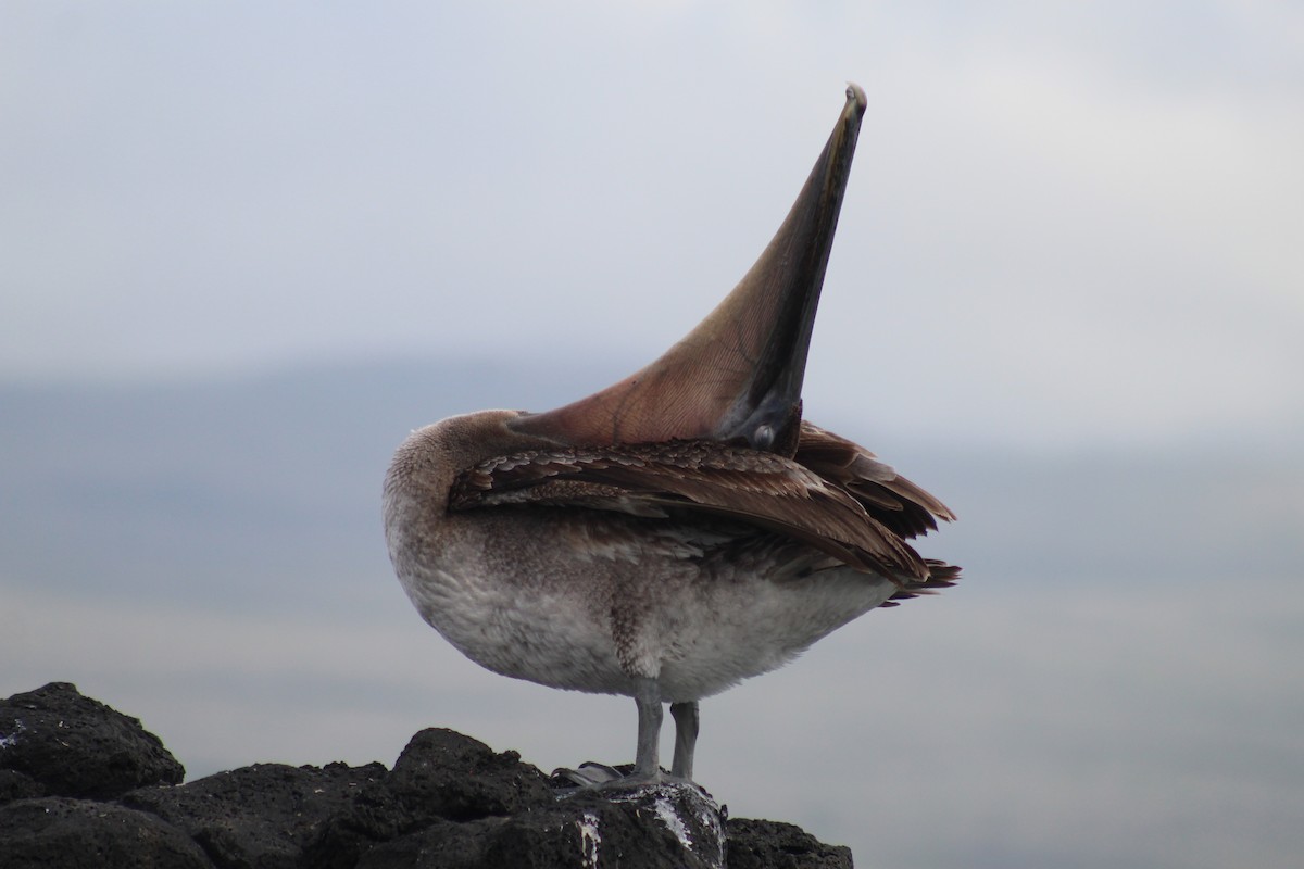 Brown Pelican - ML638423534