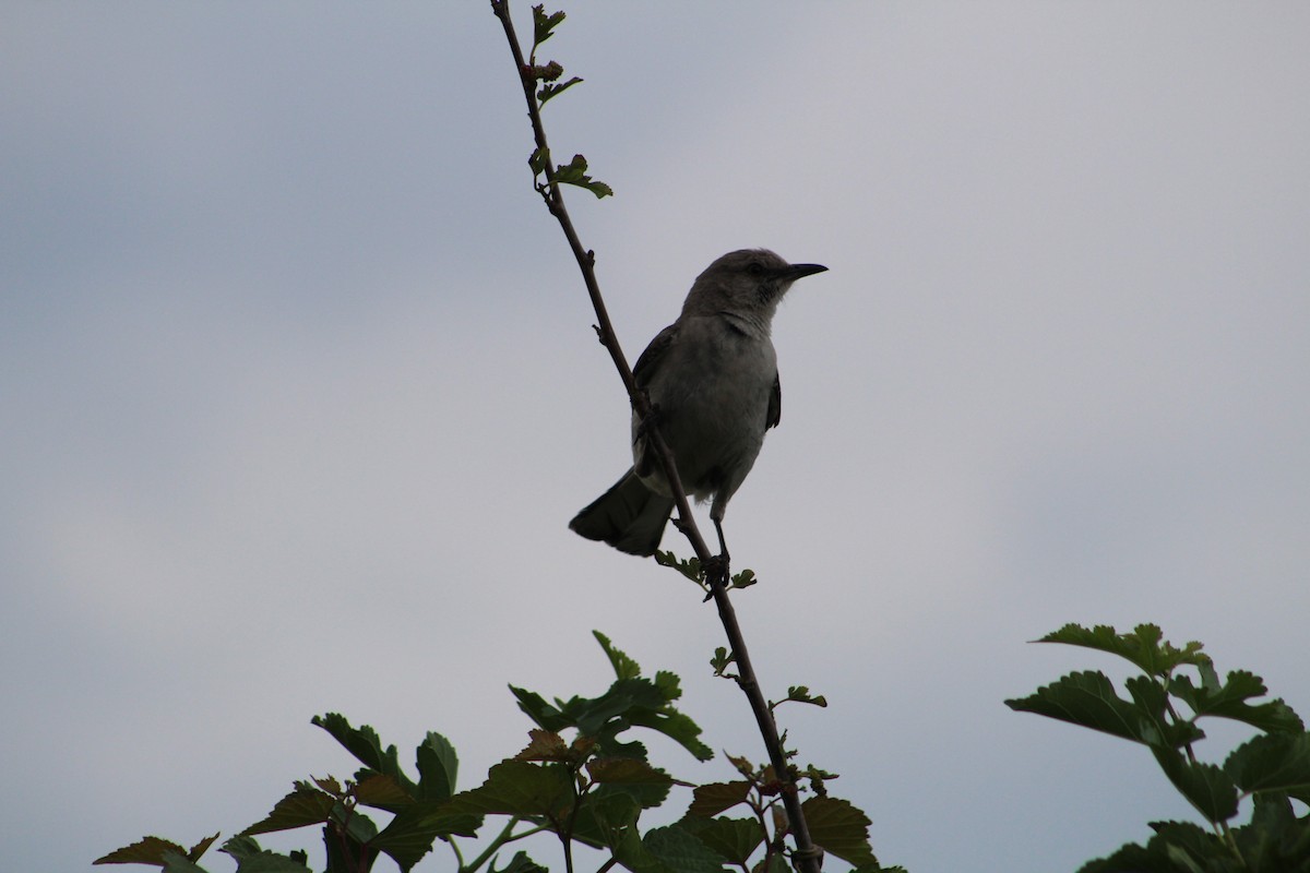 Northern Mockingbird - ML638423541
