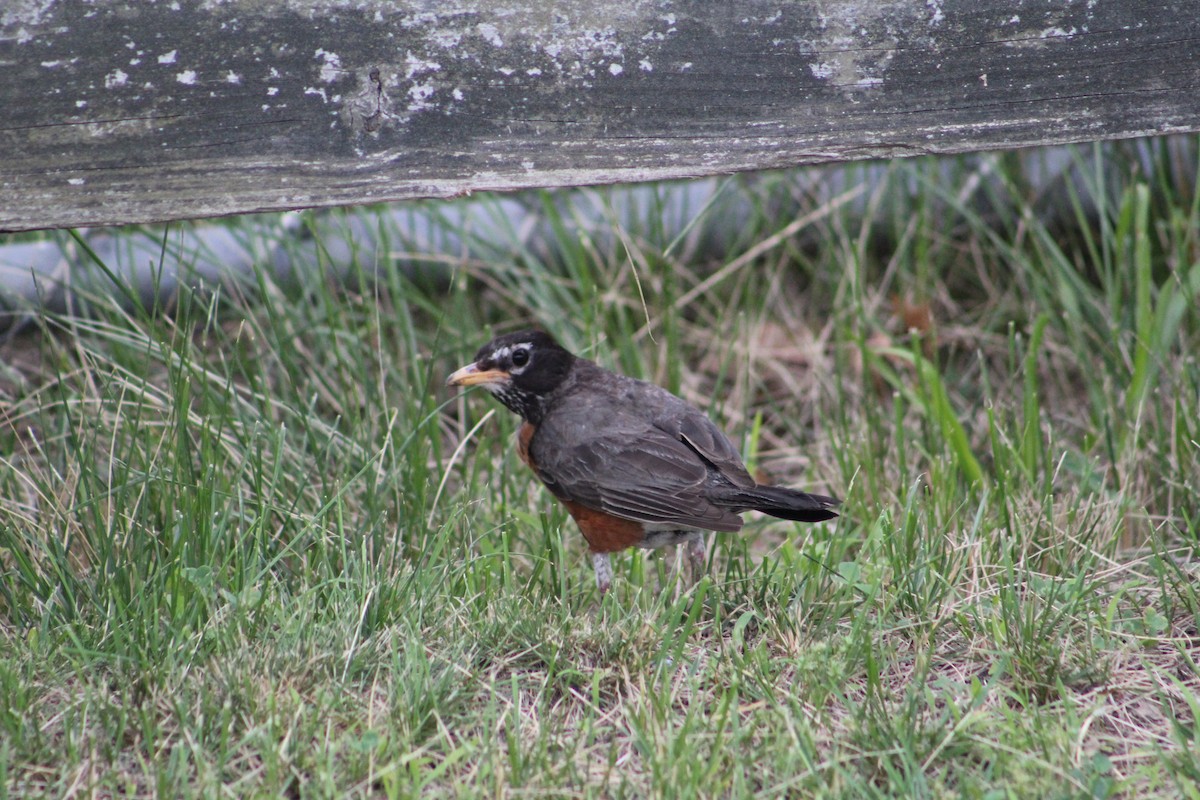 American Robin - ML638423548