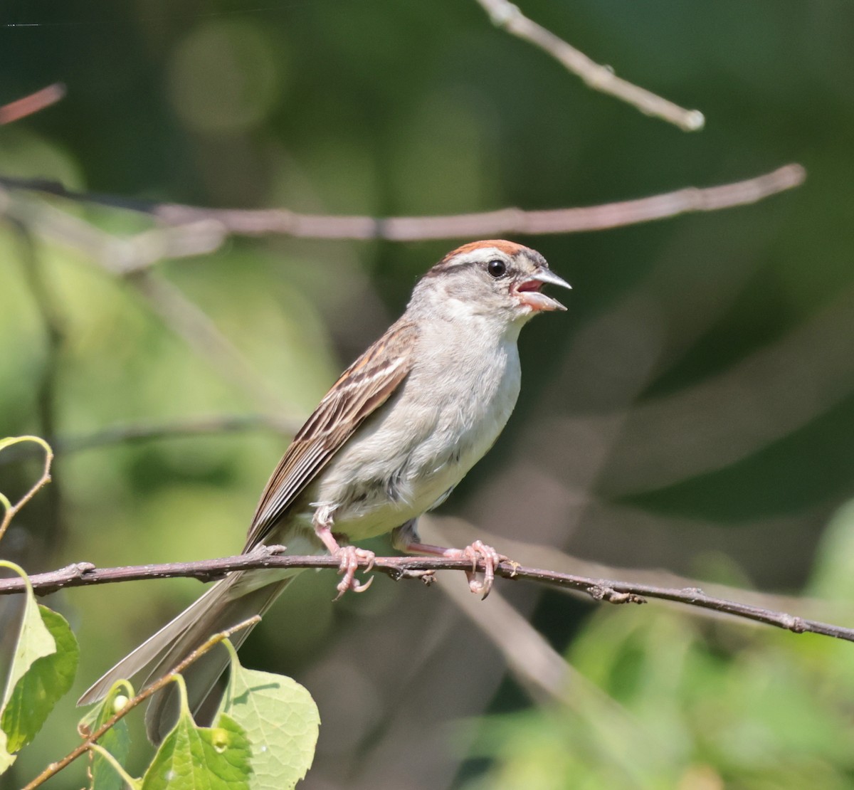 Chipping Sparrow - ML638423553