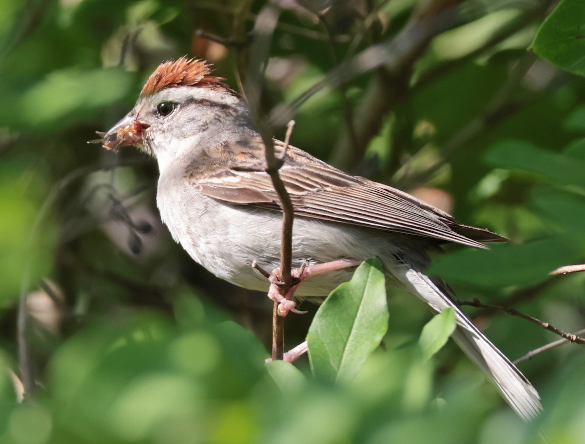Chipping Sparrow - ML638423554
