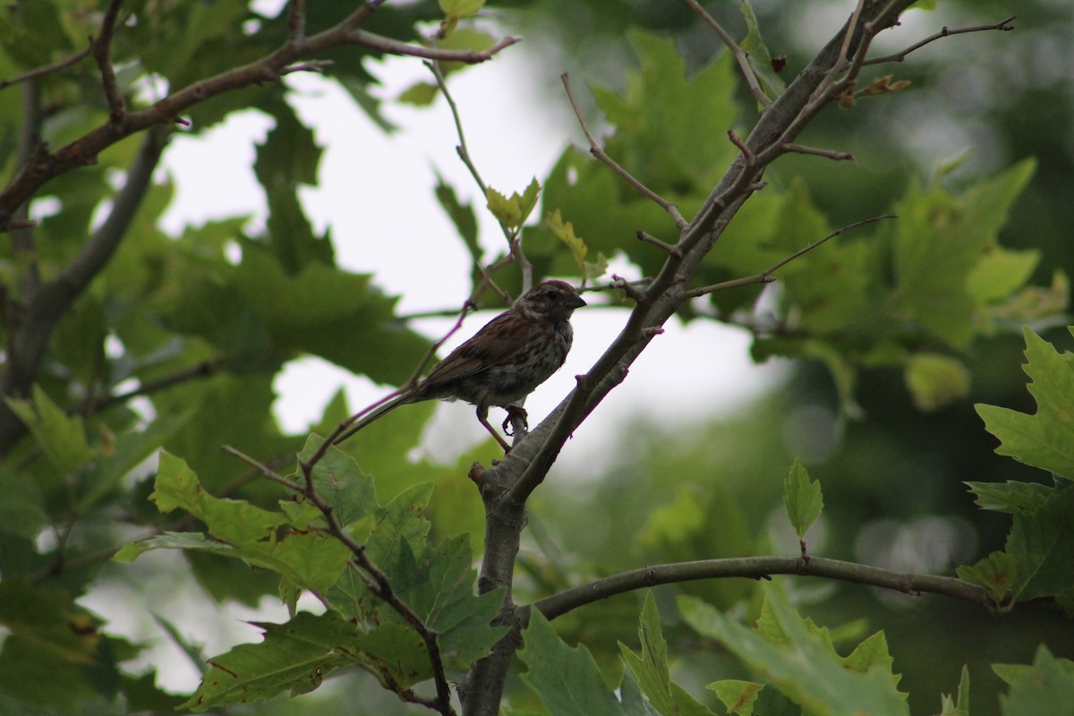Song Sparrow - ML638423574