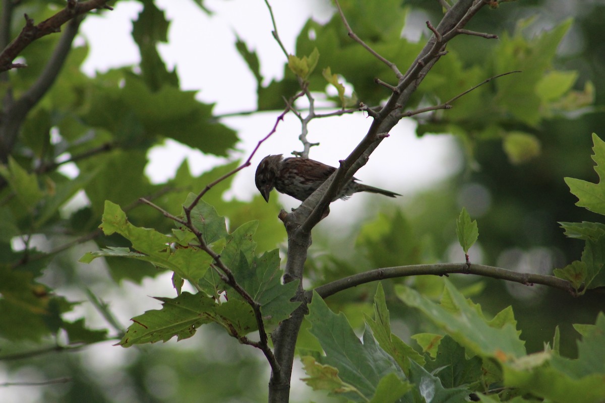 Song Sparrow - ML638423575