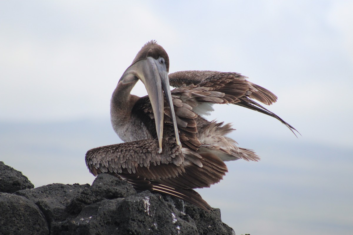 Brown Pelican - ML638423584