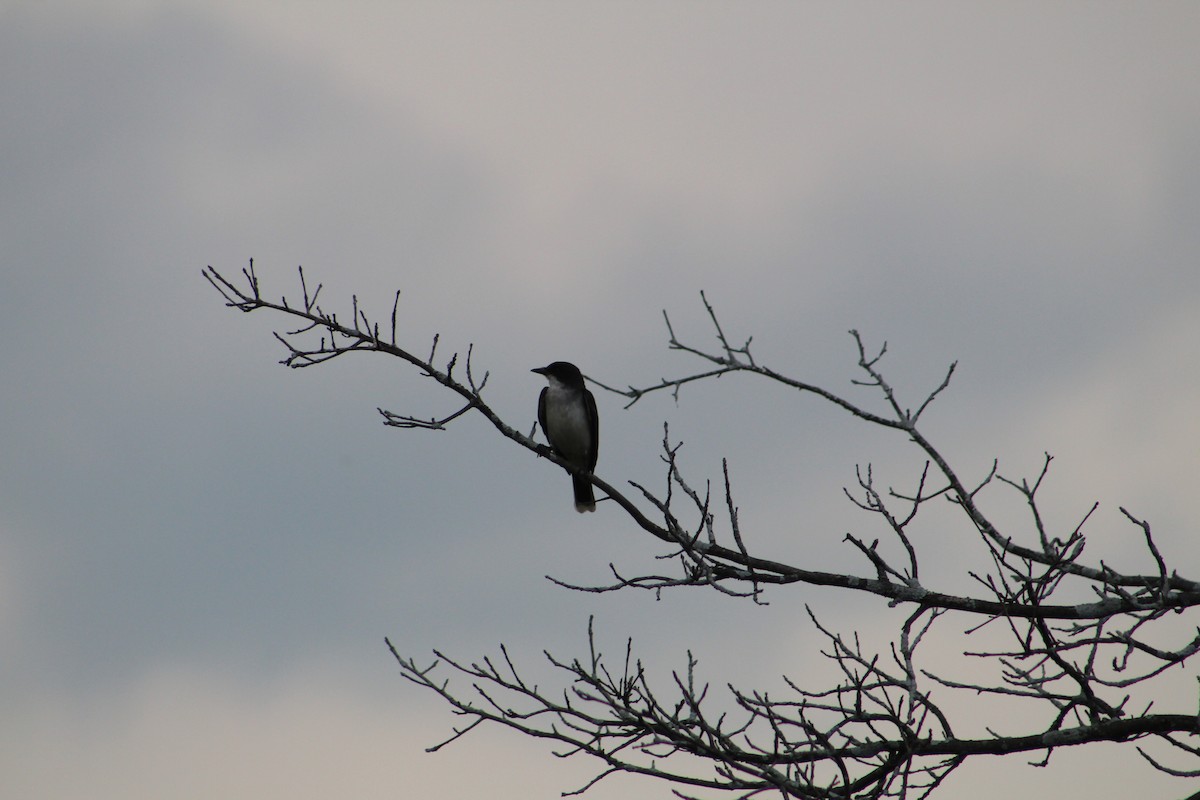 Eastern Kingbird - ML638423586