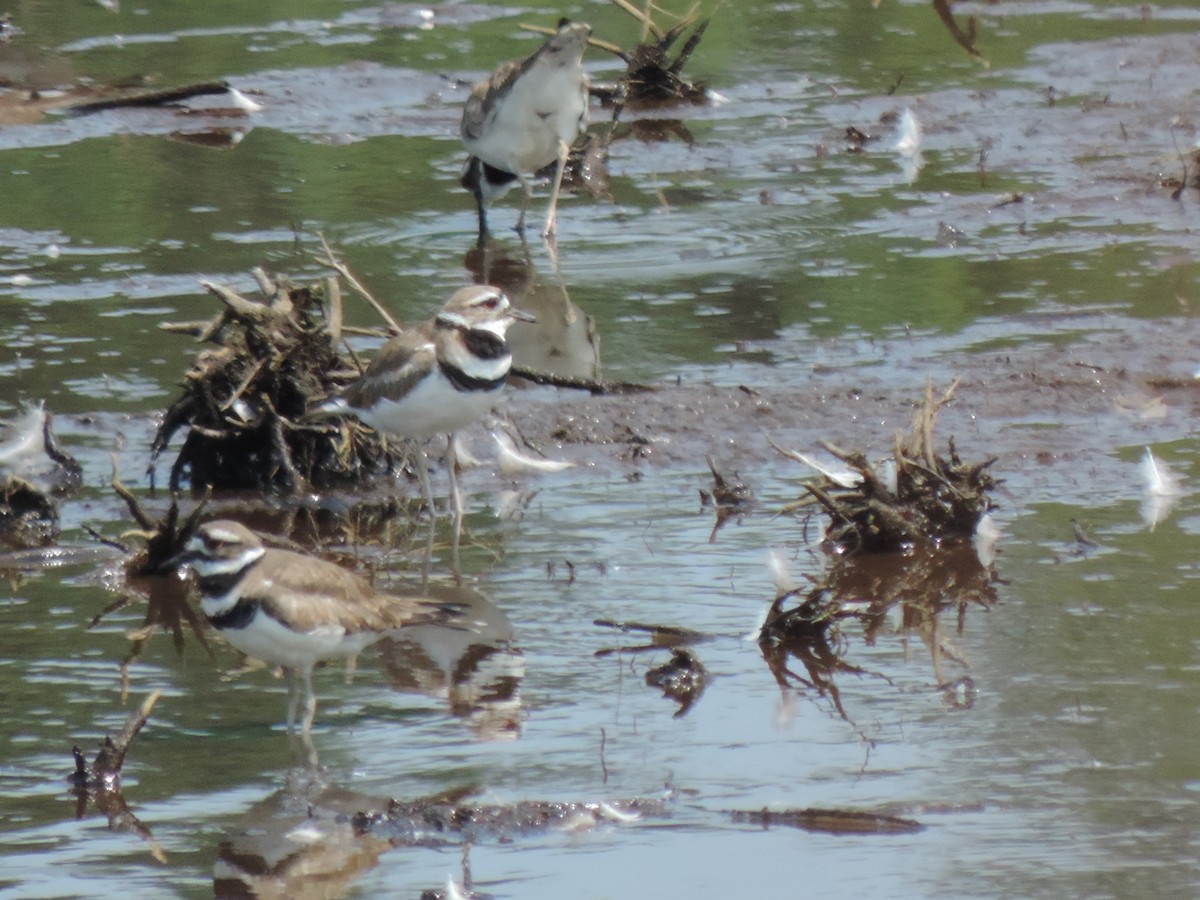 Killdeer - ML638423588