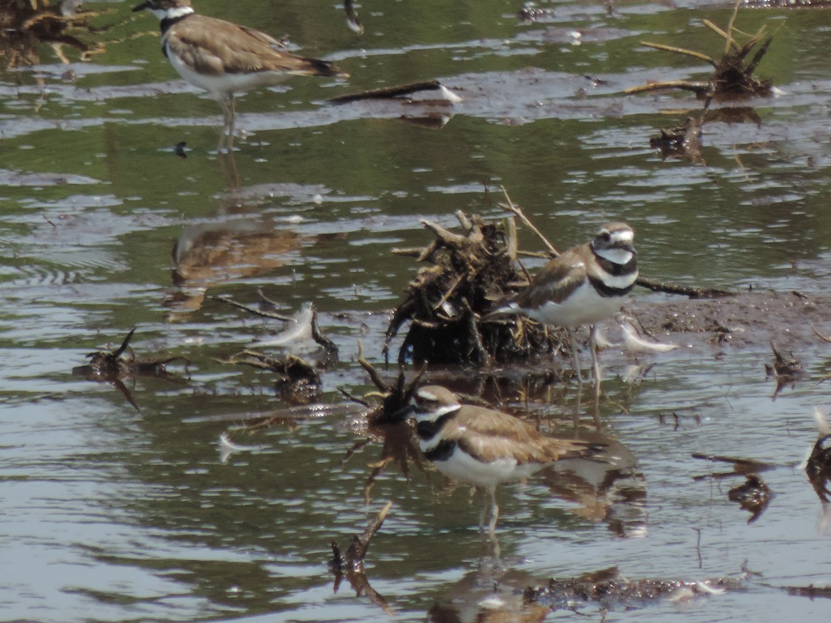 Killdeer - ML638423593