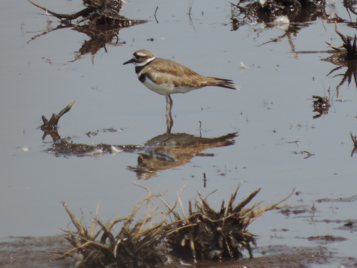 Killdeer - ML638423595