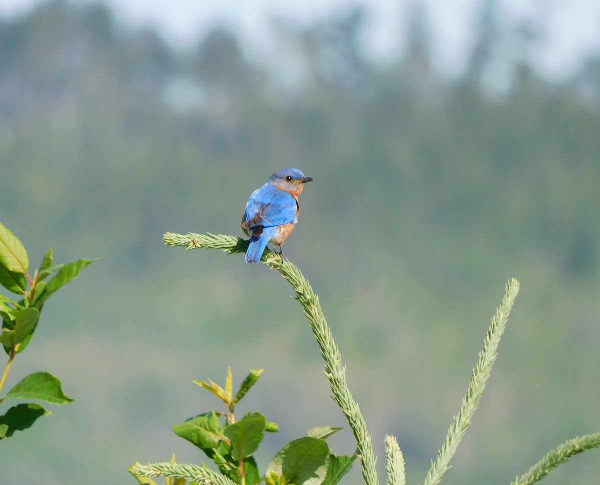 Eastern Bluebird - ML638423606