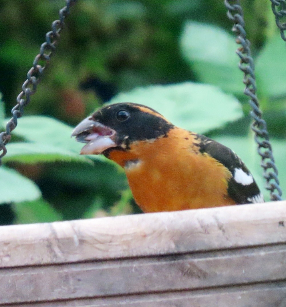Black-headed Grosbeak - ML638423608