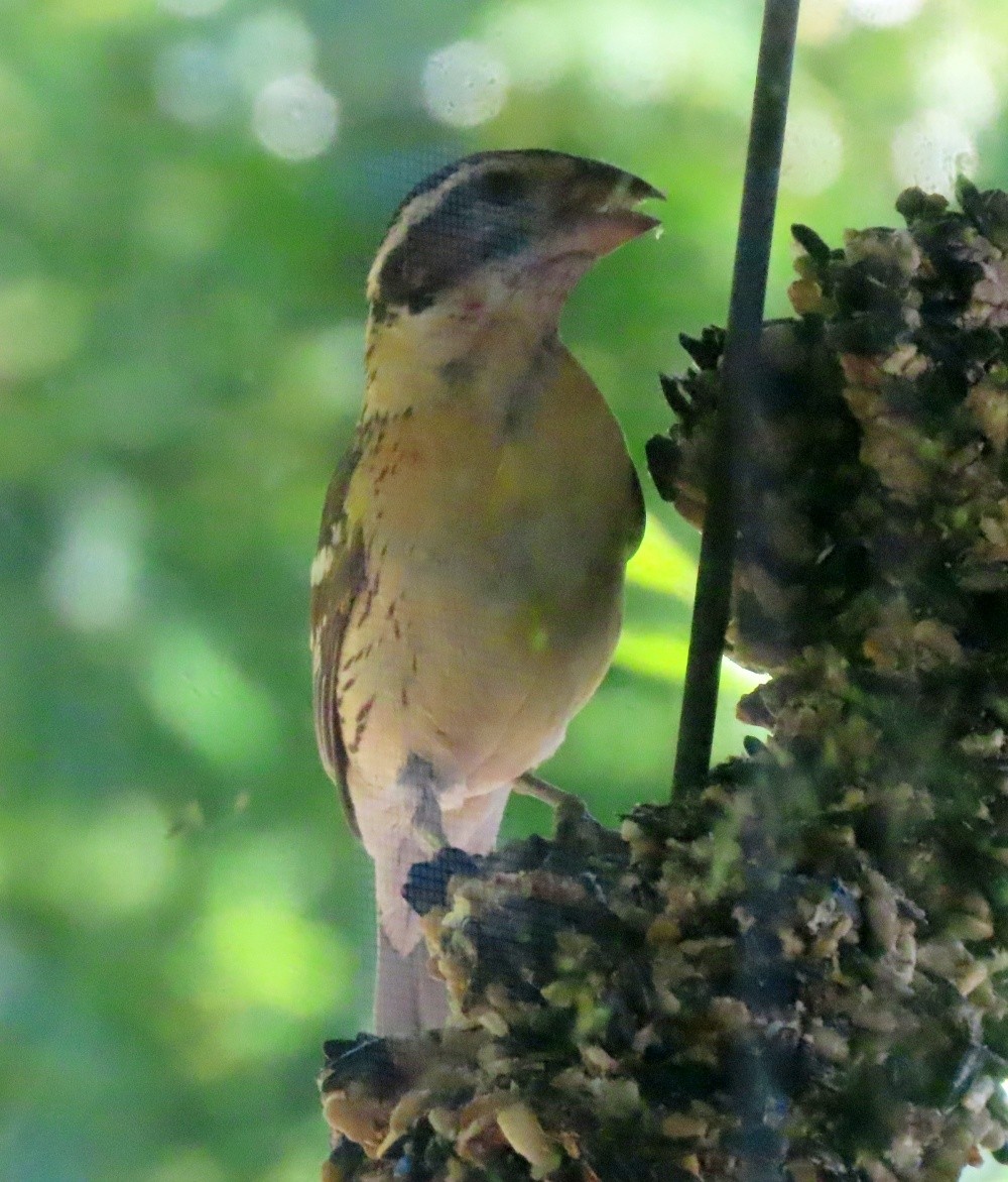 Black-headed Grosbeak - ML638423609