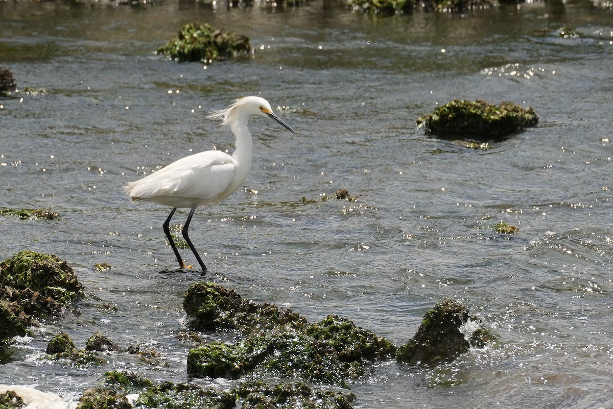 Snowy Egret - ML638423611