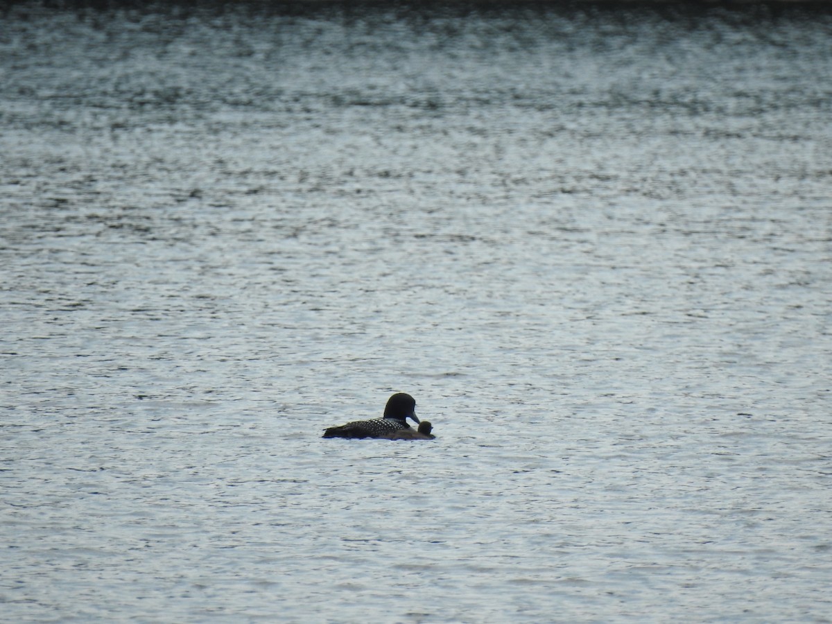 Common Loon - ML638423613