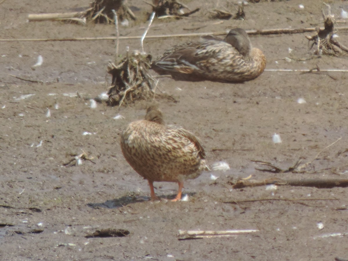 Mallard - ML638423614